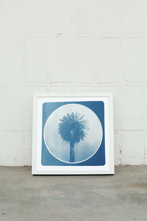 Cyanotype d'un palmier encadré