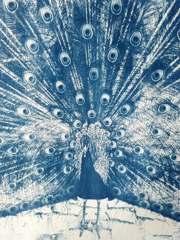 Photo cyanotype d'un paon faisant la roue