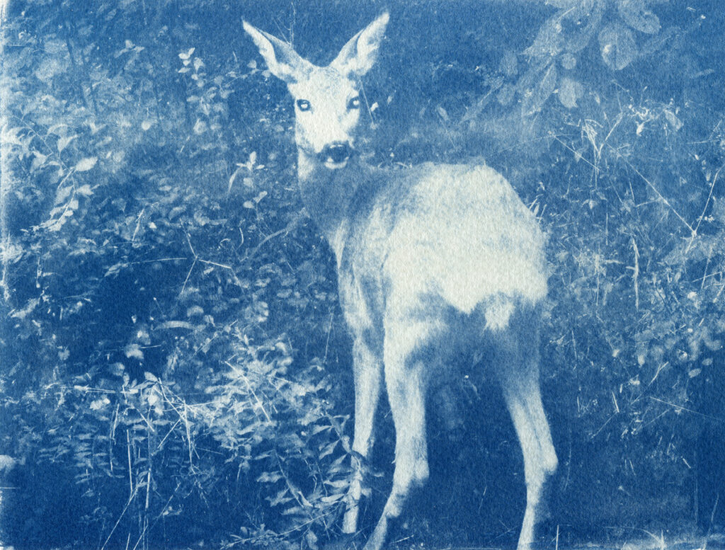 Cyanotype. Biche de dos qui se retourne pour regarder l'objectif. Ses yeux sont blancs car la lumière s'y reflète.
