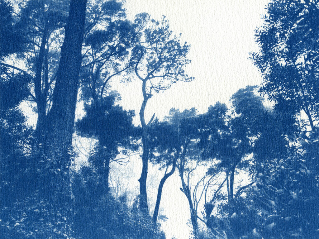 Cyanotype. Forêt portugaise sous une légère brume.