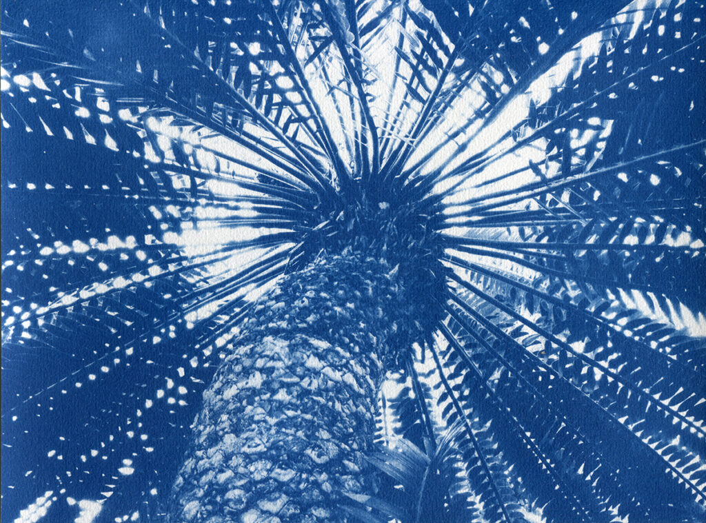 Cyanotype. Palmier gigantesque vu du dessous depuis la base du tronc.
