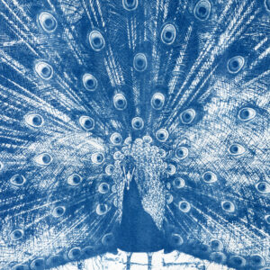 Cyanotype d'un paon en train de faire la roue.