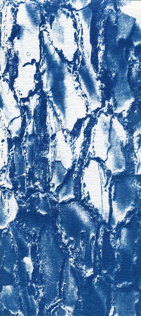 Cyanotype. Gros plan sur de l'écorce de pin maritime.