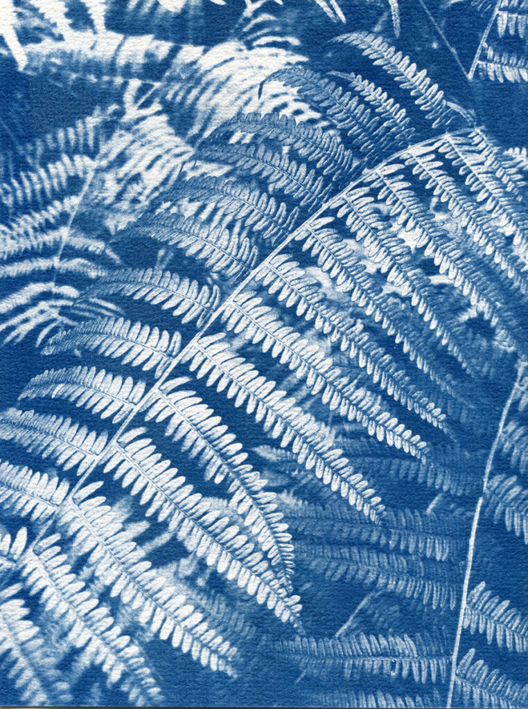 Cyanotype. Gros plan sur une feuille de fougère.