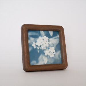Myosotis