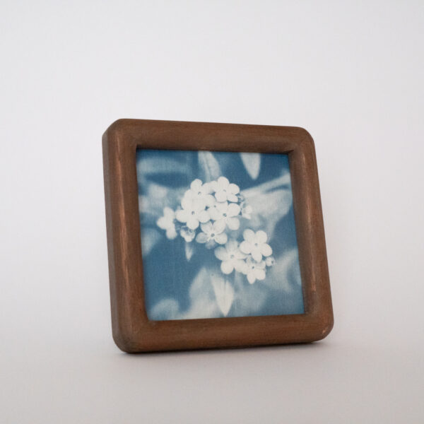 Myosotis