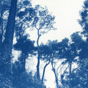 Forêt de Sintra (réédition)
