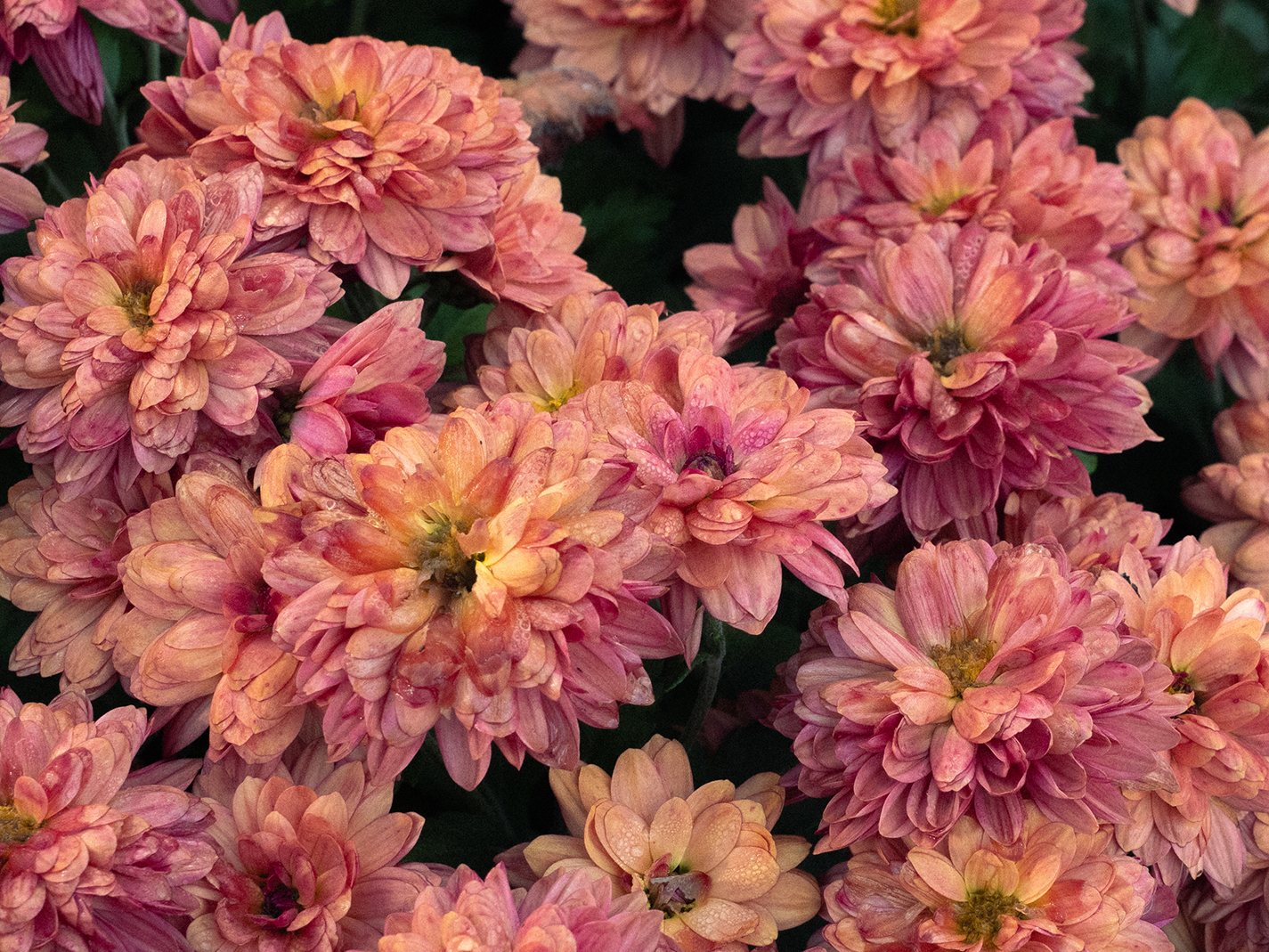 Cimetière du Point du Jour