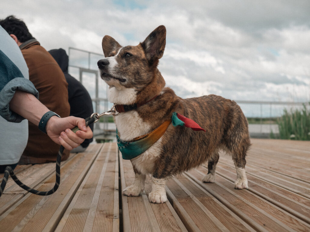 Un corgi bringé avec un fort joli foulard autour du coup lève la truffe vers l'infini et au-delà. Elle est fermement tenue en laisse par son maître dont on ne voit pas le visage, ni celui des amis qui l'entourent. Tout le monde se trouve sur un ponton, au bord de l'estuaire.